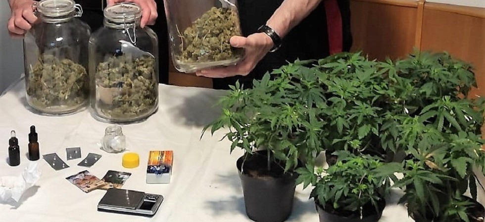 Trovato in casa con 12 piante di marijuana e due flaconi di olio di cannabis: arrestato con l’accusa di spaccio